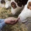 Cattle Feed – High-Performance Bulk Livestock Nutrition