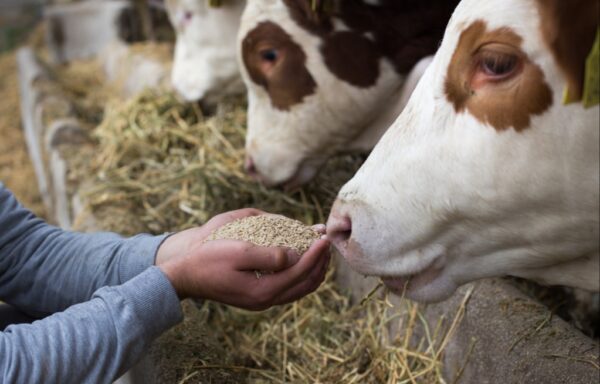 Cattle Feed – High-Performance Bulk Livestock Nutrition