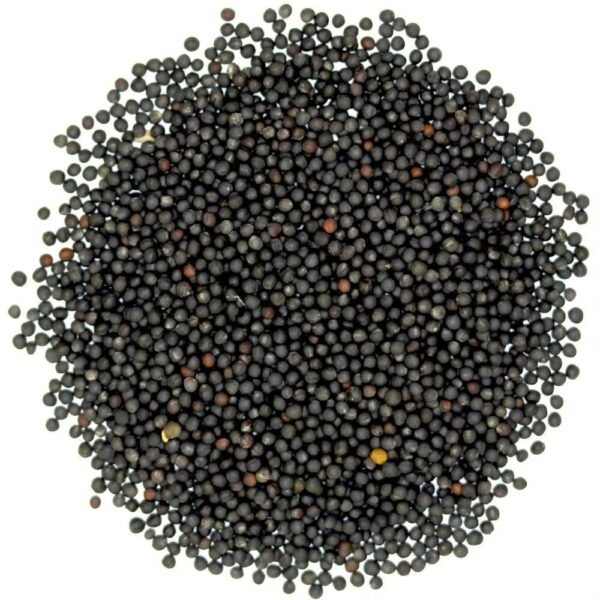 Close-up view of high-quality canola seeds for planting
