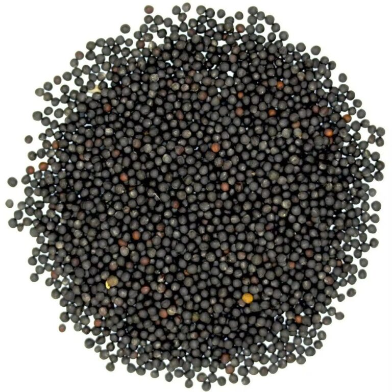 canola seeds bulk oilseed supply