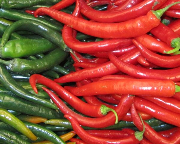 mature african bird eye chili peppers growing in a field, ready for harvest