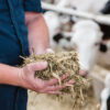 Cattle Feed – High-Performance Bulk Livestock Nutrition