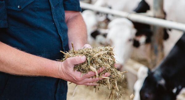Cattle Feed – High-Performance Bulk Livestock Nutrition
