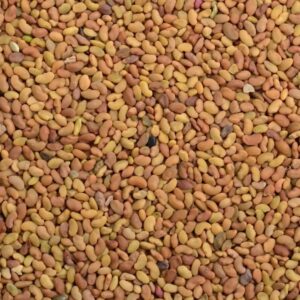 🌿Lucerne (Alfalfa) Seeds – High-Yield Forage for Livestock & Soil Health