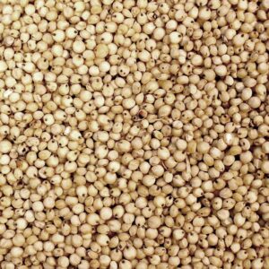 🌾 Sorghum Seeds – Resilient Grain for Food, Feed, and Fodder