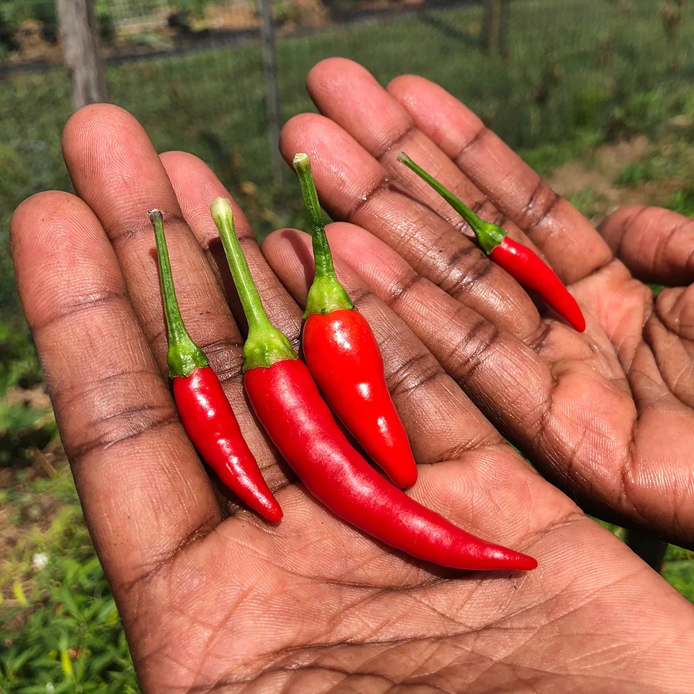 Farmer harvesting ripe African Bird’s Eye Chilies
