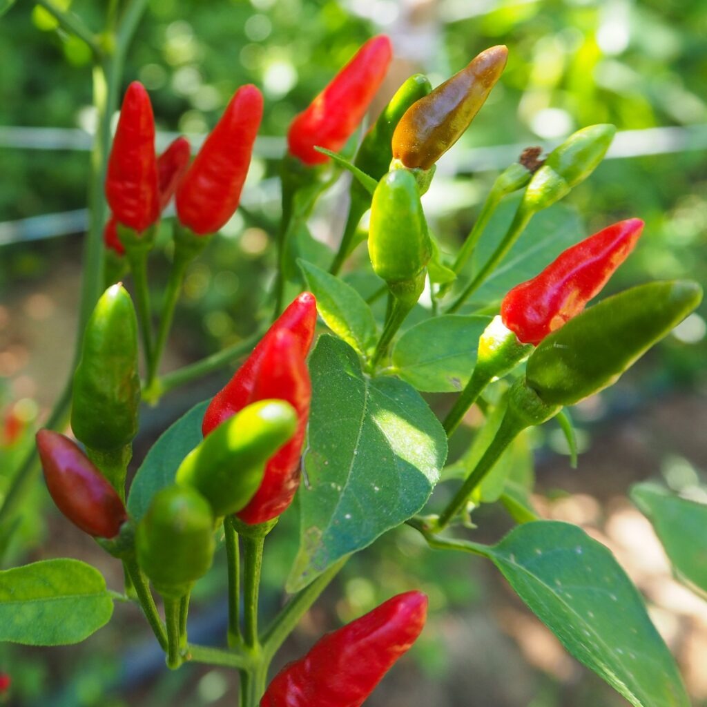 Organic African Bird’s Eye Chili field in Africa