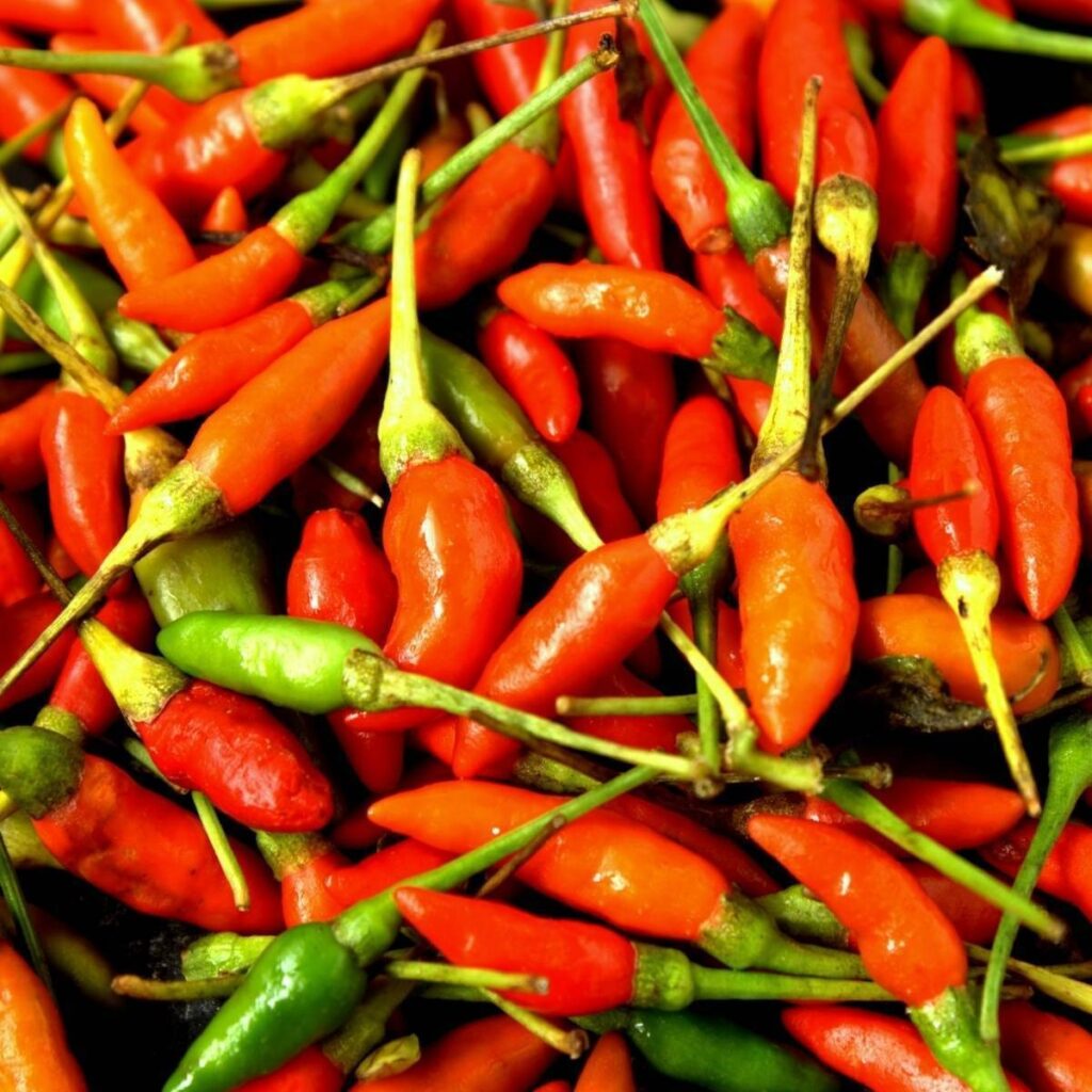 Organic Bird’s Eye Pepper Seeds close-up