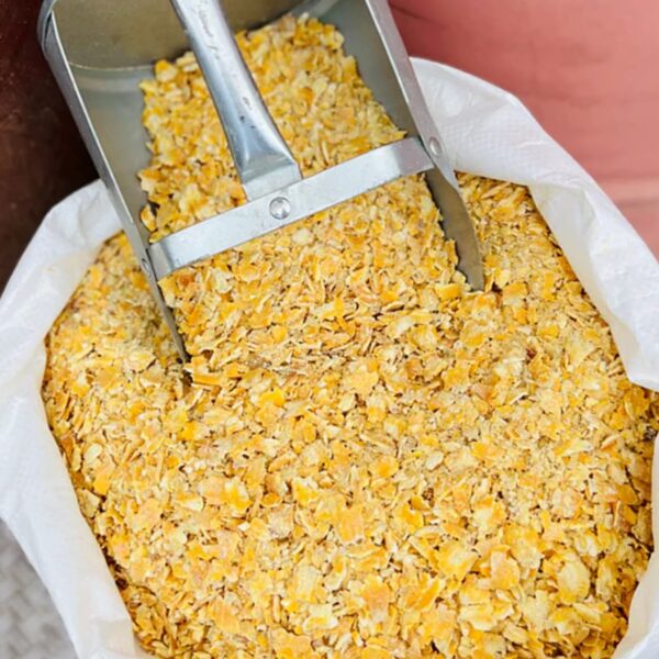 Corn Animal Feed – Bulk Maize for Livestock & Poultry