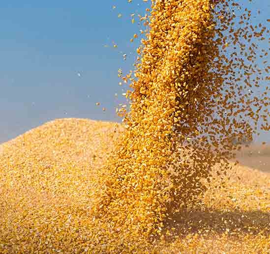 corn for animal feed – 1-ton tote