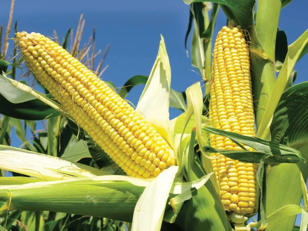 Maize corn bulk grain supply