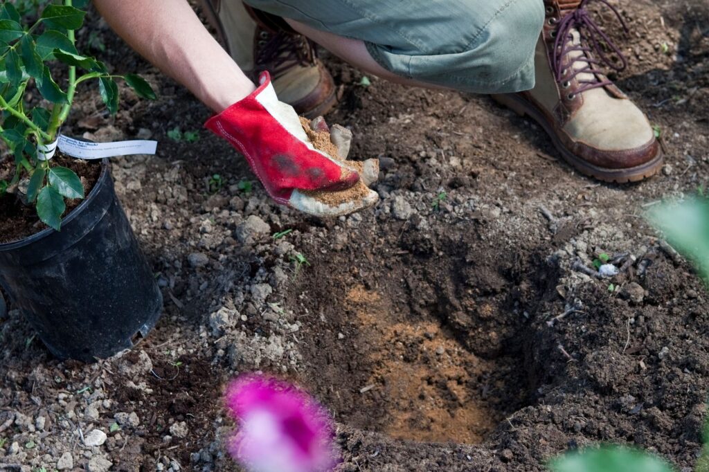 applying blood meal fertilizer to the soil to improve nutrient content