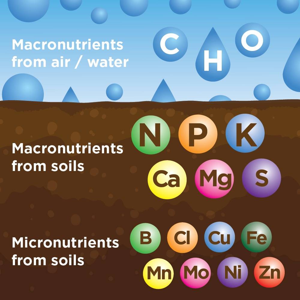 nutritional profile of blood meal fertilizer showing nitrogen and micronutrients