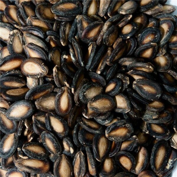 watermelon seeds bulk supply