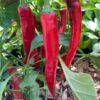ripe red cayenne peppers growing in an agricultural field, ready for harvest