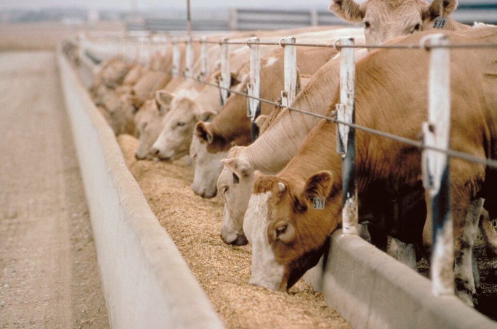 beef cattle eating high energy feedlot ration in a commercial feedlot