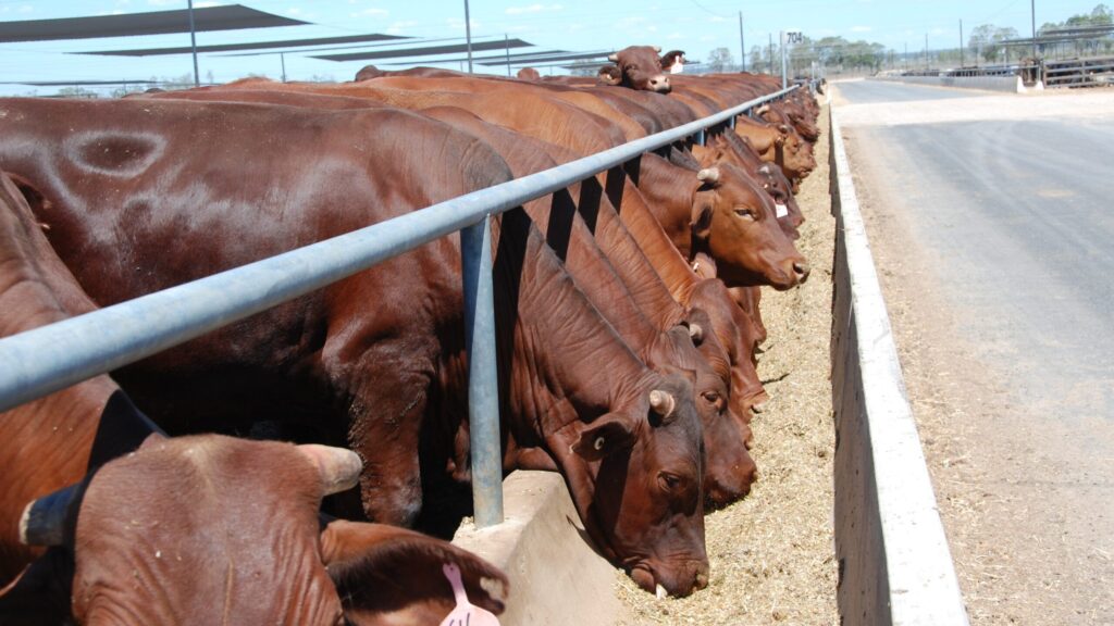 cattle eating high-energy feedlot feed ration in a commercial feedlot