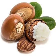 Shea Nuts for Sale in Bulk | Wholesale Shea Nuts Supply