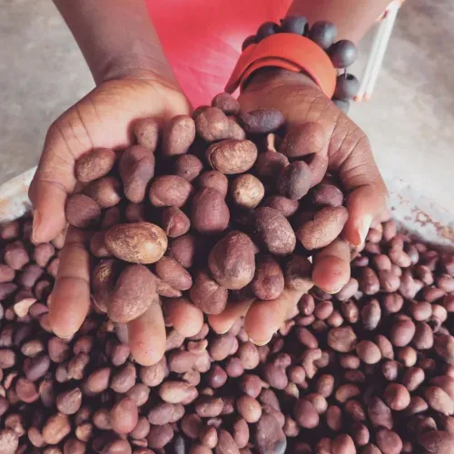 Shea Nuts for Sale in Bulk | Wholesale Shea Nuts Supply