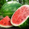 watermelon seeds for planting