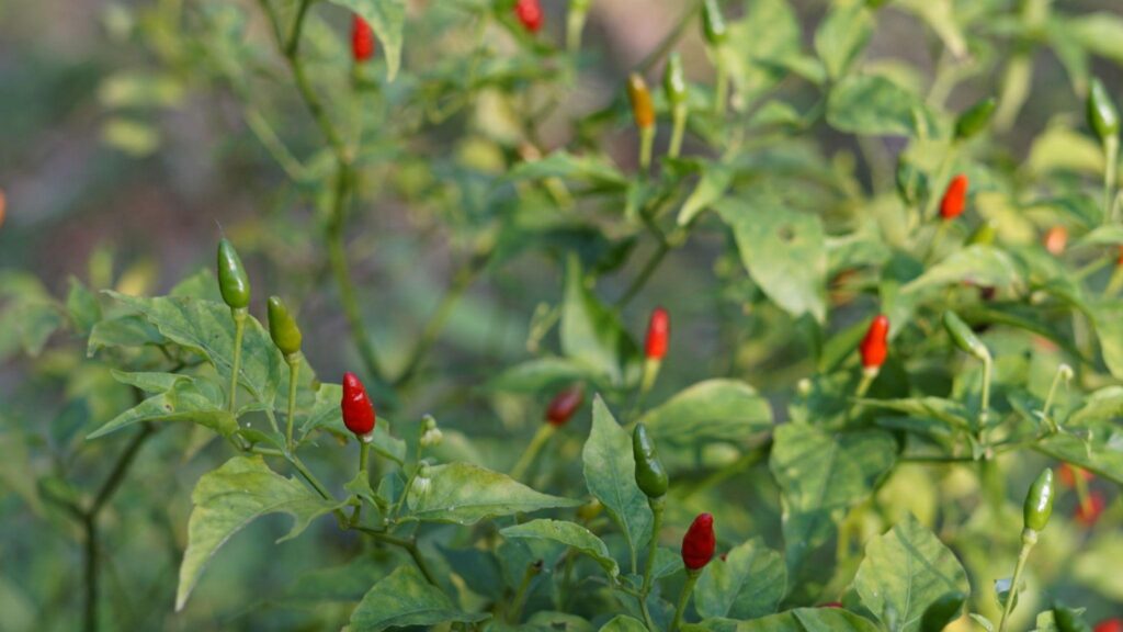 bulk african bird peppers seeds packed for commercial farming