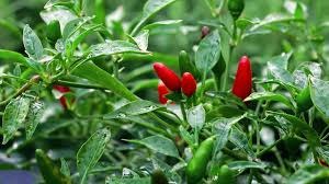 ripe african bird eye peppers growing in field ready for harves