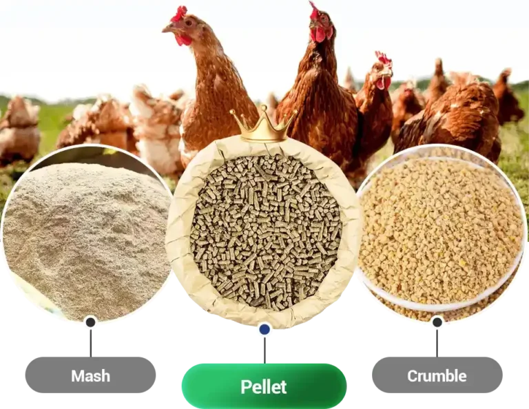 broiler chickens eating poultry feed