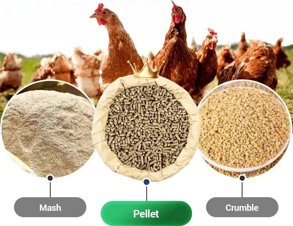 broiler chickens eating poultry feed