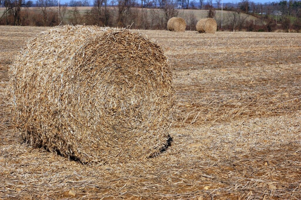 soybean bales made from harvested soybean plants