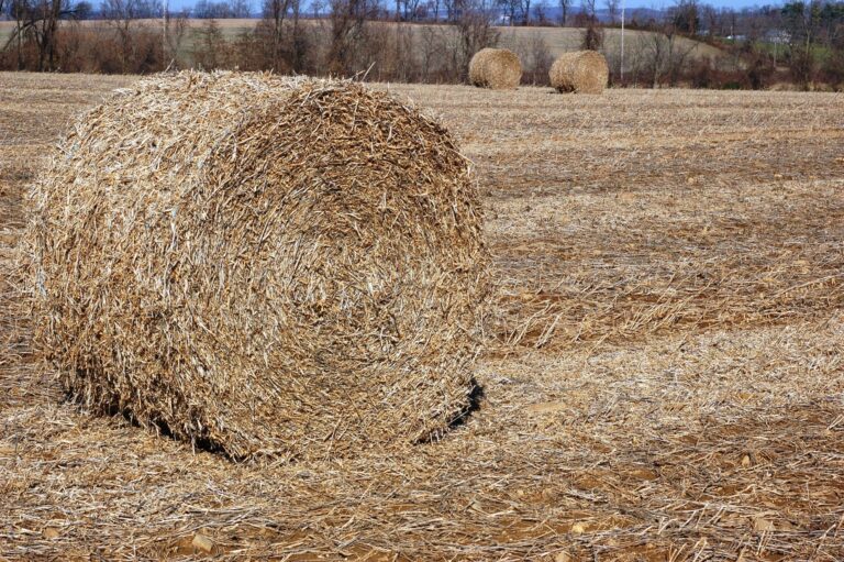 soybean bales made from harvested soybean plants