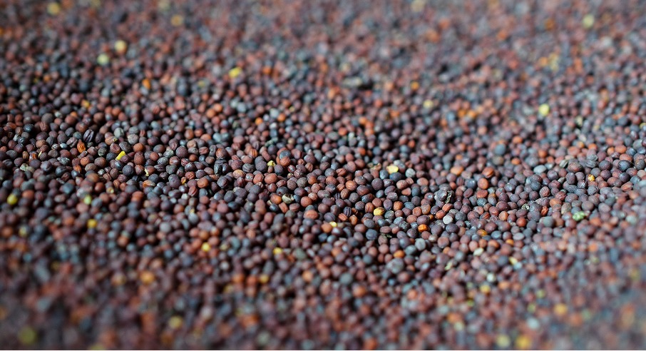 canola oilseed crop grown from quality seeds