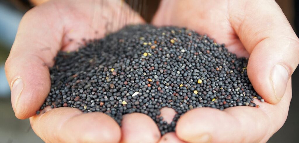 canola seed for sale for farming