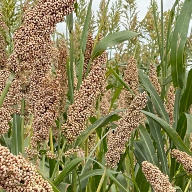 lucerne forage crop grown from feed seeds