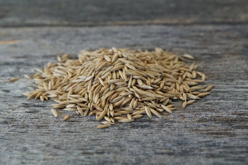 forage and feed seeds for livestock grazing