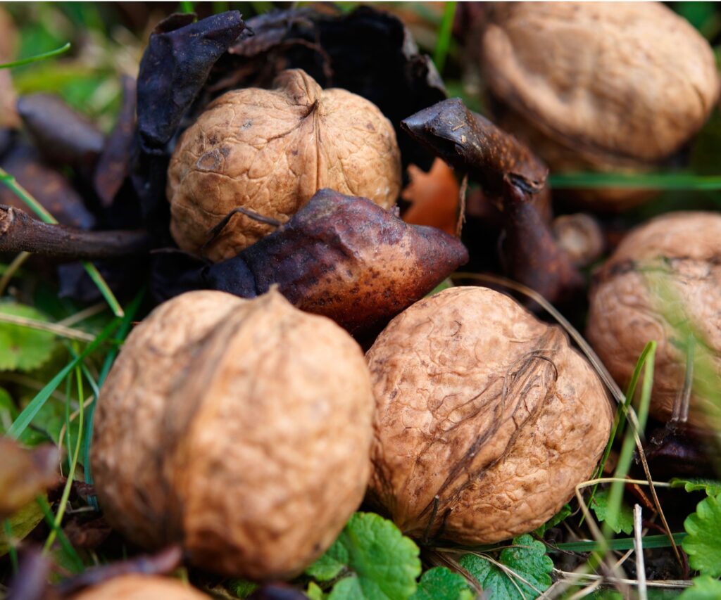 walnut seed kernel brain shaped appearance