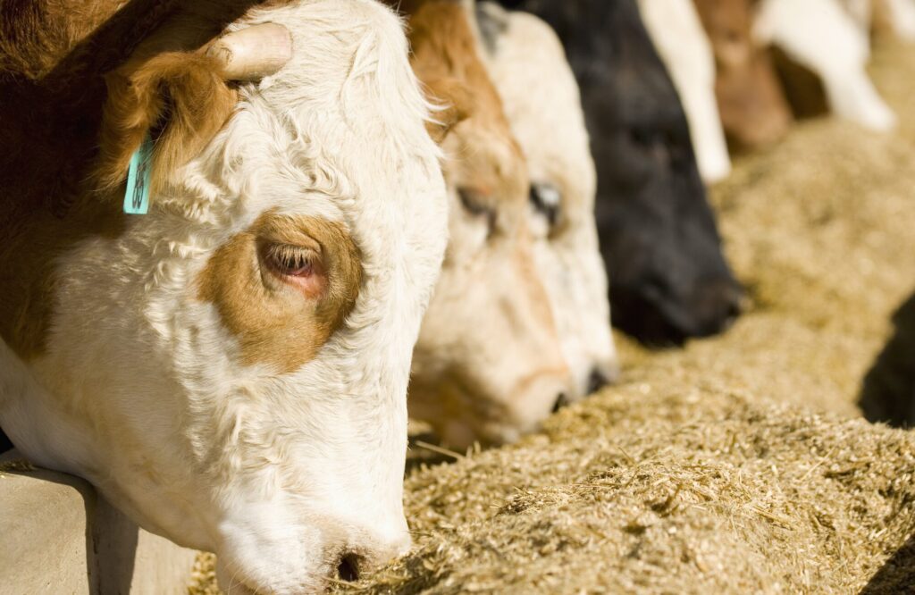 Bulk barley feed supply