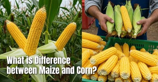 Yellow Maize vs White Maize: What's the Difference?