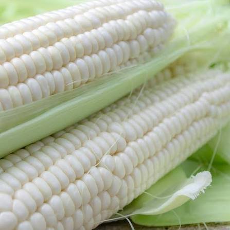 what is white maize