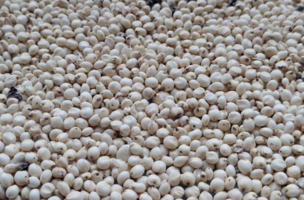 white sorghum (2) white sorghum grain bulk supply
