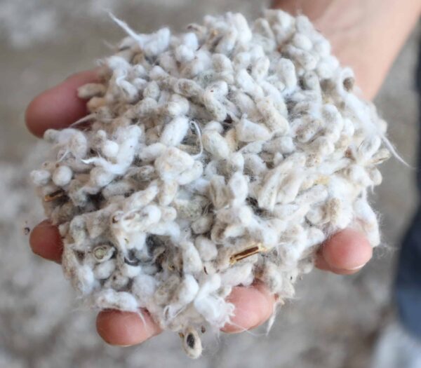 whole cottonseed for sale bulk livestock feed