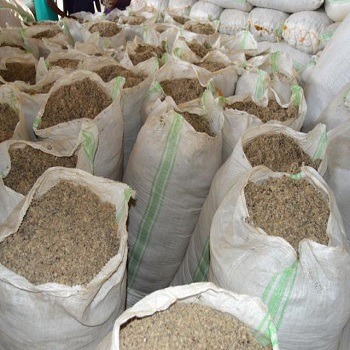 bulk whole cottonseed for dairy cattle feed supply