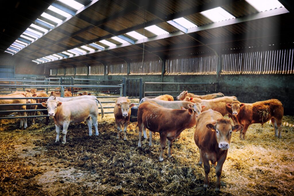 Bulk livestock feed supplement supply farm nutrition