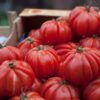 Bulk beefsteak tomato South Africa supply