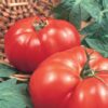 Fresh large beefsteak tomatoes wholesale
