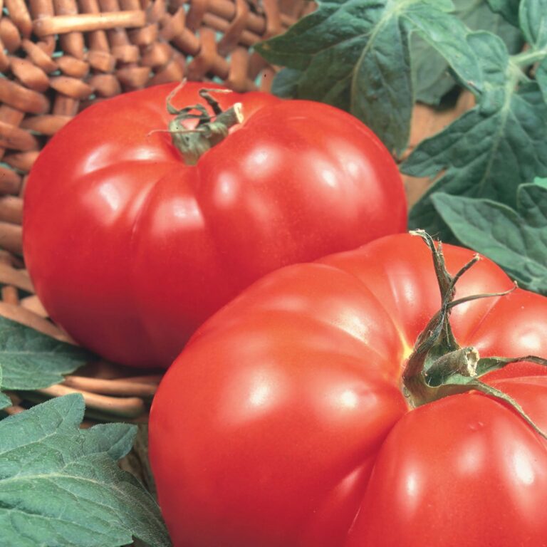 Fresh large beefsteak tomatoes wholesale