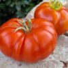 Beefsteak tomatoes for retail and food service