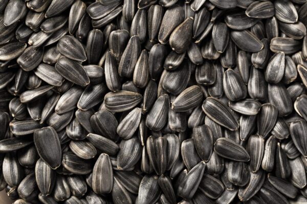 black oil sunflower seeds (1) Black Oil Sunflower Seeds South Africa | Bulk Supply