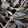 black oil sunflower seeds (2) Black oil sunflower seeds South Africa bulk supply
