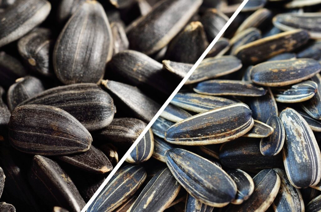 Black oil sunflower seeds South Africa bulk supply