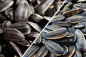 Black oil sunflower seeds South Africa bulk supply